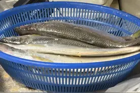 宁波人钟爱的这些美味，大量上市！隔着屏幕都要鲜掉眉毛图片