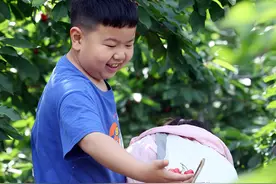 富硒樱桃迎客来 博爱县寨豁乡“红红火火”图片