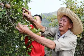 罗甸凤亭乡：万亩油茶林结出富民强乡“金果果”图片