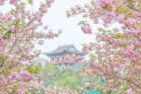 赏樱正当时！成都青白江上万株樱花进入最佳观赏期图片