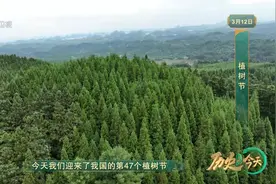 历史上的今天丨植树节图片