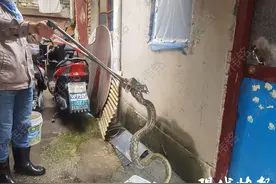 1.5米长菜花蛇“串门”，主人报警捕捉图片