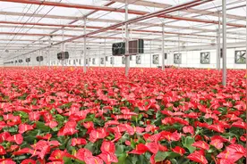 乡村行·看振兴|山东商河：“花样百出”壮大“美丽经济”图片