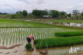 兴宁市坭陂镇：党建领航护春耕保生产，筑牢“百千万工程”“耕”基图片