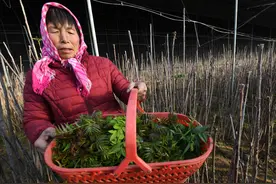 一个设想，让8万棵树苗“换了春天”！大棚种香椿，隆冬时节吃个“鲜”图片