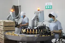 金乡县“智慧”养鸡赋能畜牧业高质量发展图片