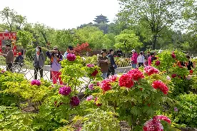 北京牡丹文化节开幕！17大特色展区等您来图片