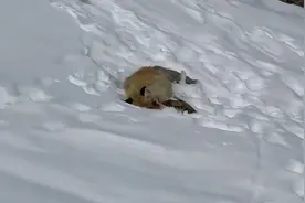 潮评丨喀纳斯“网红”狐狸之死：野生动物不能投喂须成为常识图片