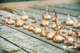 “塘塘候鸟”带去的“种子”，在高原开出“小红花”图片