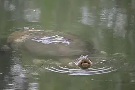 “世界上最孤独动物”斑鳖冒头晒背 国内仅存一只 它被称为“水中大熊猫”｜封面深镜图片