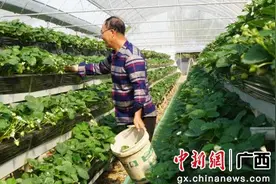 桂林七星区“立体草莓”丰收 点燃乡村振兴新引擎图片