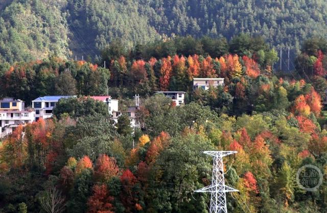 重庆黔江：红枫似火 彩林如画