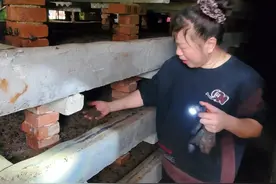 光山：土元养殖“土”生“金” 巾帼创业有门路图片