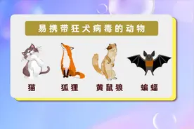 警惕！除了狗之外，被这些动物咬伤也有患狂犬病风险图片