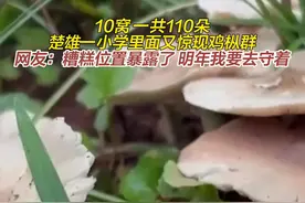 云南一小学草地长出110朵鸡枞菌图片