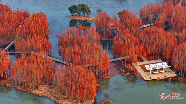 “水上森林”景独好