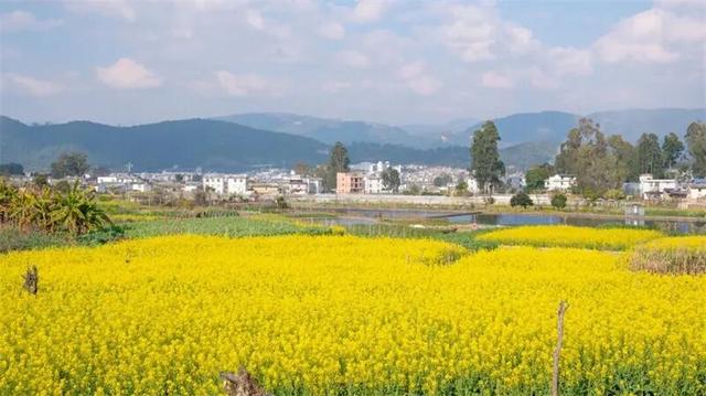 冬暖花开游云南 | 冬游红河，“马”上赏花！