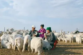 【农民日报】绿了草原 富了牧民——内蒙古鄂托克旗创建农业现代化示范区探索绒山羊“统养共富”路径图片
