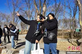 中外摄影爱好者河北衡水湖观冬日飞鸟之韵图片