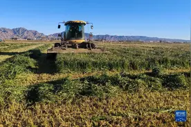 新时代中国调研行·黄河篇丨内蒙古河套地区：麦后复种 田地生“金”图片