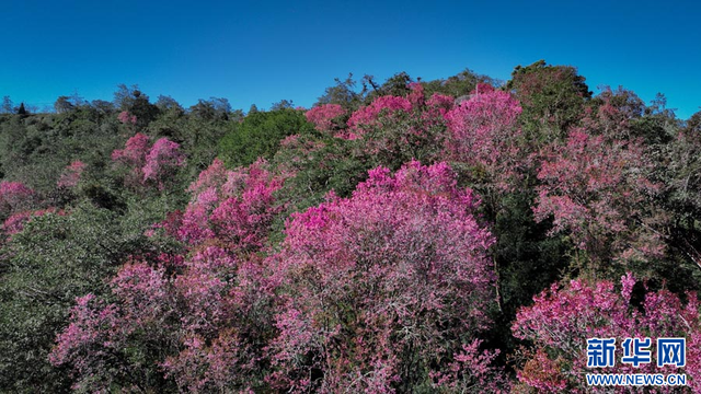 云南陇川：古树樱花把冬天染成粉色