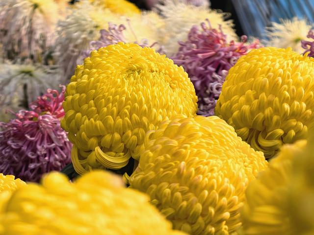 到红螺寺看室内菊花展：主打一个温暖清新