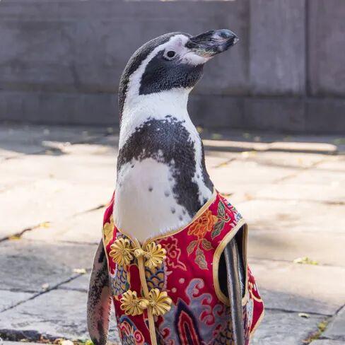 您的QQ已在朝天宫登录！