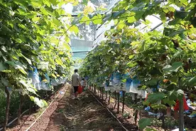 安乡：葡萄硕果挂满藤 游客体验采摘乐趣图片