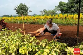 海口这个村发展“花”样经济 年产值达上亿元图片