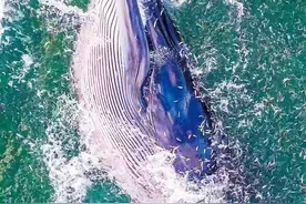 鲸类动物频频现身北部湾海域，这些巨型“吃货”你了解吗图片
