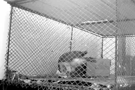 苍鹰受伤，他们细心照料一个月图片