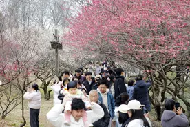 杭州西溪湿地梅花竞放，“香雪海”引人入胜，沉浸式体验持续至3月底图片