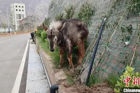 “四不像”中华鬣羚现身金沙江上游苏洼龙水电站图片