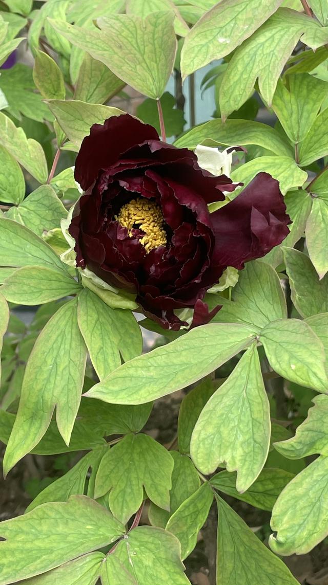 长江畔，汉阳公园30种500株数千朵牡丹起宏图！“黑牡丹”独一份，限时四五天！赶紧冲