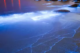 美如星辰入海！福建平潭迎“蓝眼泪季”图片