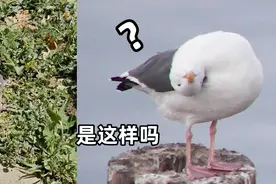 死鸟的脖子扭转180度，路边遇到这种诡异姿势的鸟，别碰！快点远离它！图片