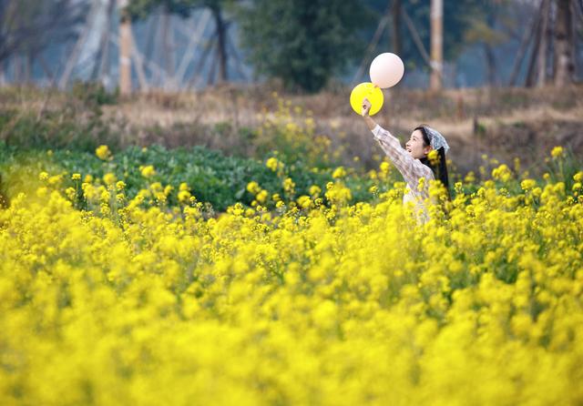 油菜花冬日“抢跑”，花海大片可以整起来了