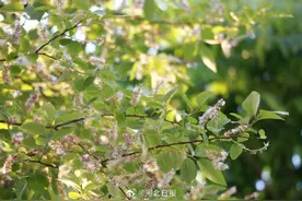 预计3月31日左右开始，河北将由南至北陆续进入杨絮飘飞期图片