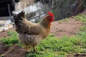 白羽肉鸡价格刷新近两年新低，鸡周期“哑火”？图片