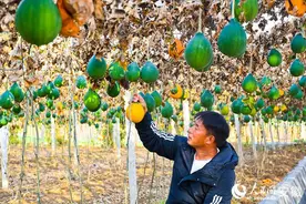 滁州定远：瓜蒌结出“致富籽” 农旅融合好“钱”景图片