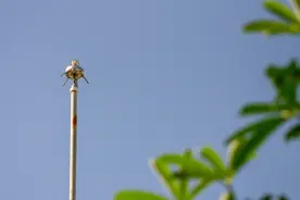 研究发现：香豆树具有天然避雷能力！图片