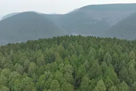枣庄点林成金“碳”出新路图片