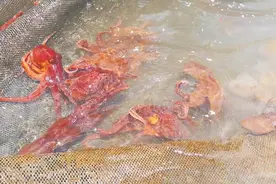 十年磨一“蛸”图片