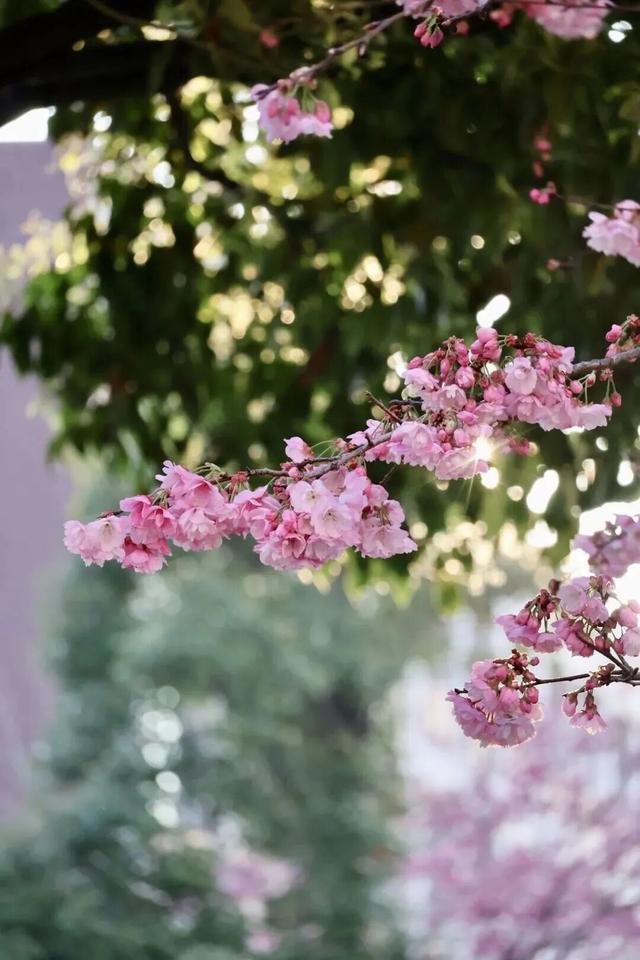 云南的大学有多美！一起来打卡嵩明职教新城樱花盛景