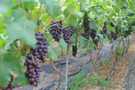 “萄”你喜欢！青岛葡萄采摘指南来啦！图片