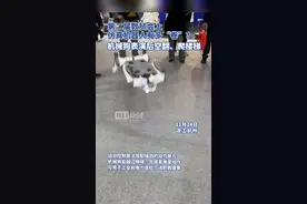 “汪汪队”出动！AI机器人领域都“卷”成这样了？图片