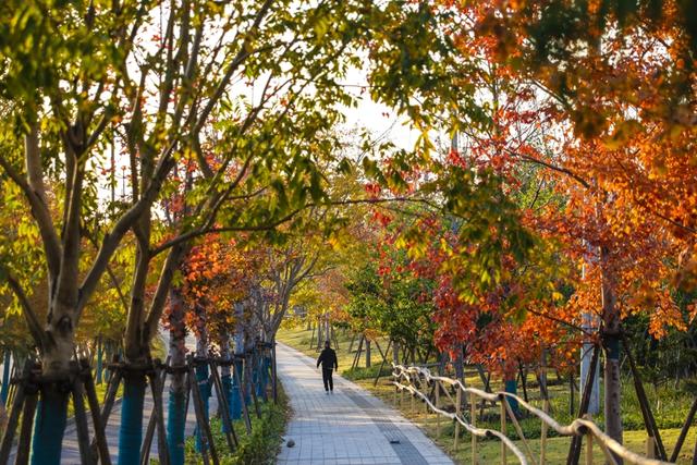 新晋秋日“顶流”美图来袭！魔都阿勒泰未开先火，落羽杉迎来最绚烂时刻