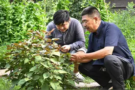 坚持古法技艺，只为“香”如故图片