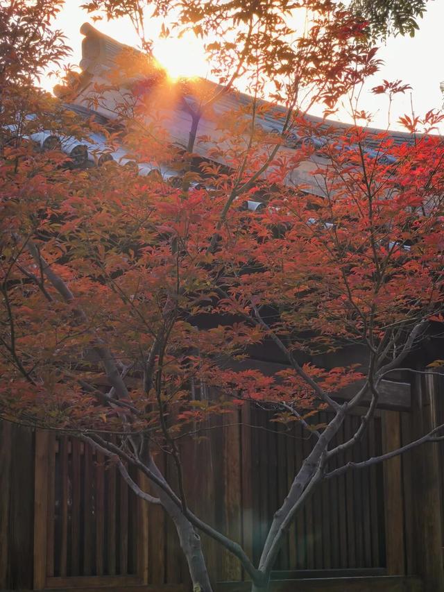 红了！上海枫叶已变色