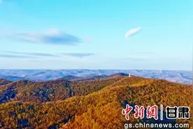 甘肃灵台：林下经济成为民众手中的“绿色福袋”图片